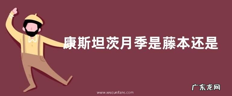 康斯坦茨月季是藤本还是灌木
