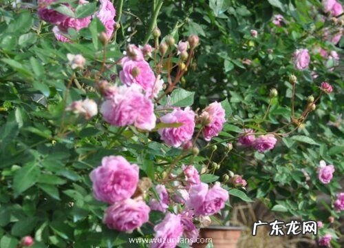 麻吉婶月季是藤本还是灌木