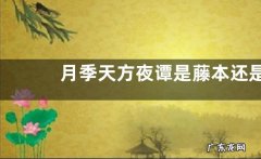 月季天方夜谭是藤本还是灌木