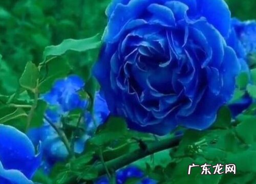 蓝色阴雨是藤本还是灌木