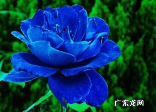 蓝色阴雨是藤本还是灌木