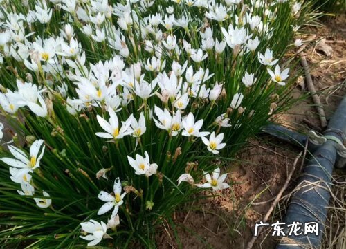 风雨兰什么时候播种合适