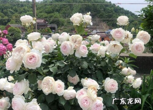 公爵夫人月季是藤本还是灌木