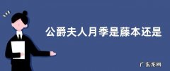 公爵夫人月季是藤本还是灌木