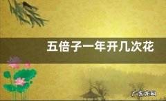 五倍子一年开几次花