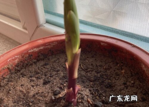 百合种球保存方法 怎么储存时间长