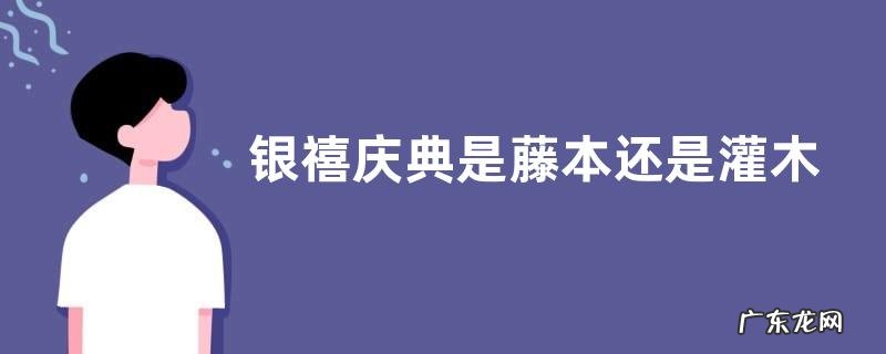 银禧庆典是藤本还是灌木