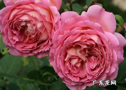 银禧庆典是藤本还是灌木
