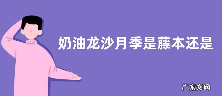 奶油龙沙月季是藤本还是灌木