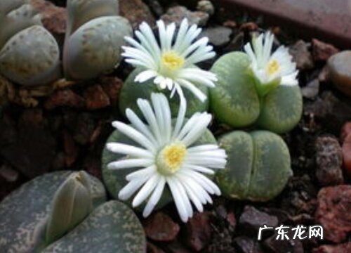 生石花花期是什么时候