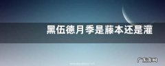 黑伍德月季是藤本还是灌木