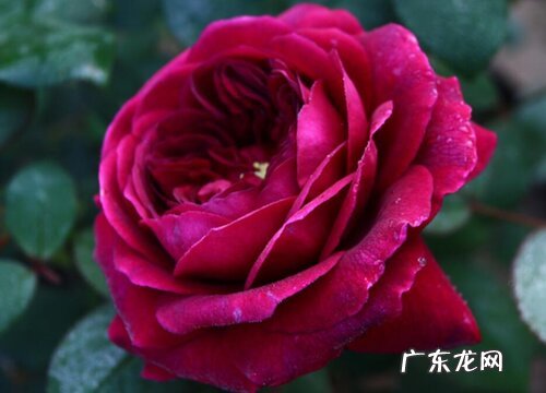 皇宫月季是藤本还是灌木