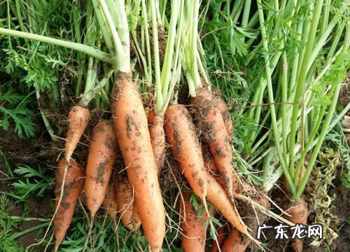 萝卜什么时候收获最好 上市时间