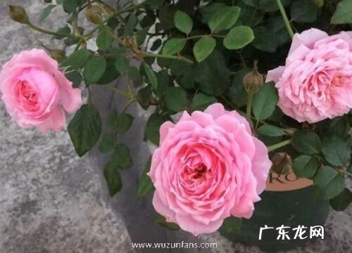 铃之妖精月季是藤本还是灌木