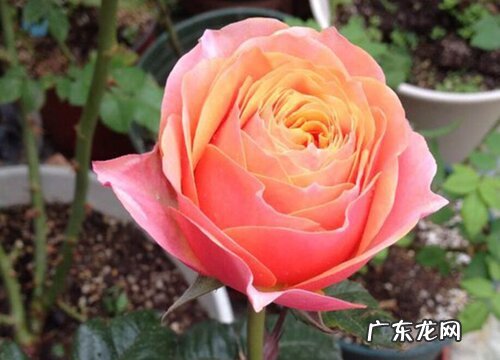 复古珊瑚月季是藤本还是灌木