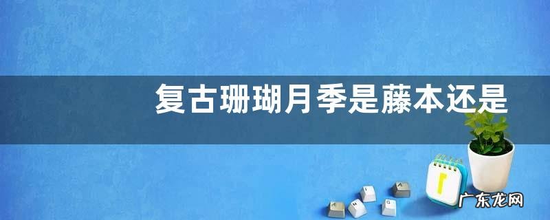 复古珊瑚月季是藤本还是灌木