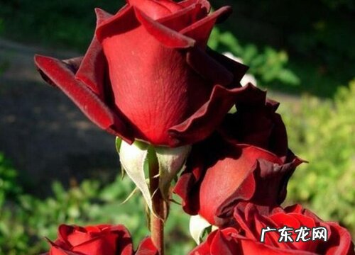 黑魔术月季是藤本还是灌木