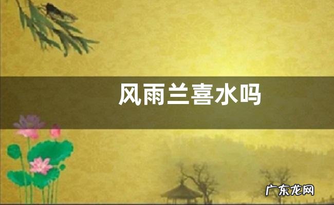 风雨兰喜水吗