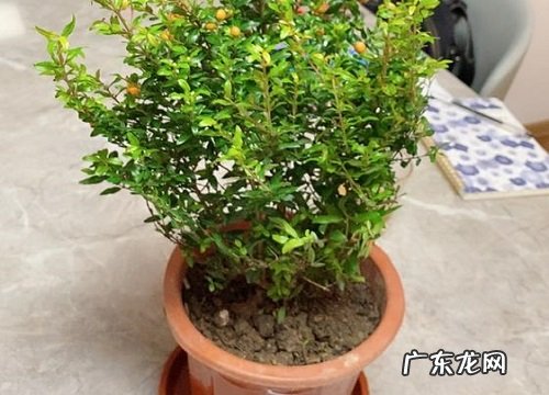 盆栽石榴用什么肥料最好