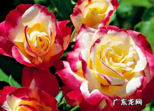 摩纳哥公爵月季是藤本还是灌木