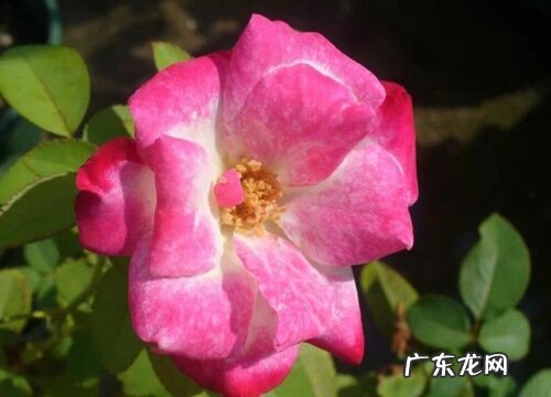 摩纳哥公爵月季是藤本还是灌木