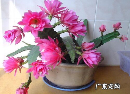 令箭荷花为什么不开花