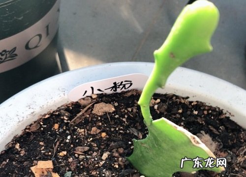 令箭荷花为什么不开花