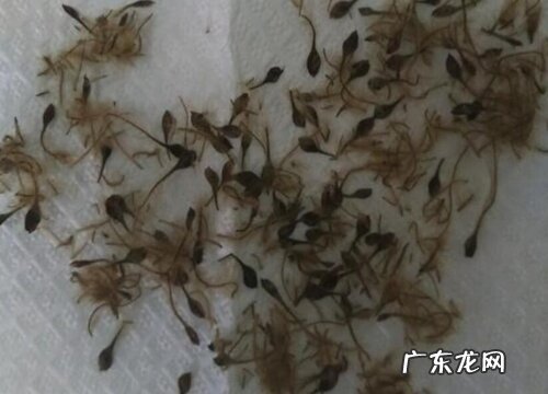 铁线莲种子播种方法