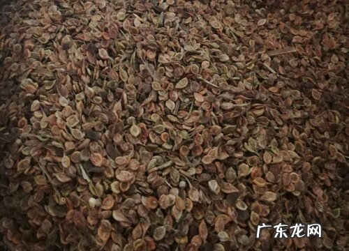 铁线莲种子播种方法