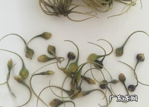 铁线莲种子播种方法