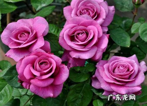冥王星月季的优缺点 勤花但抗病性弱