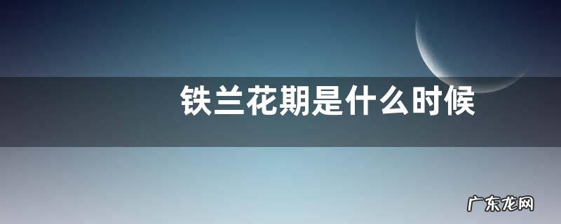 铁兰花期是什么时候
