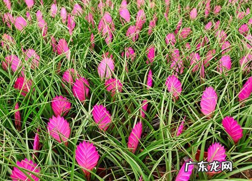 铁兰花期是什么时候