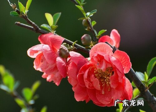 长寿冠海棠花期是什么时候