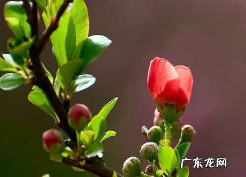 长寿冠海棠花期是什么时候