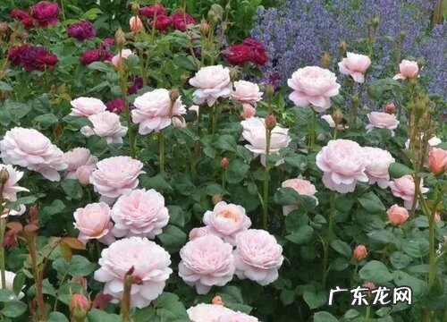 瑞典女王花期是什么时候