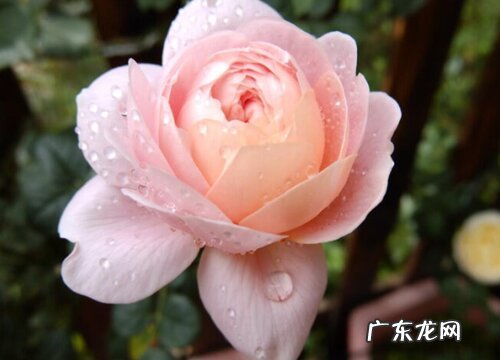 瑞典女王花期是什么时候