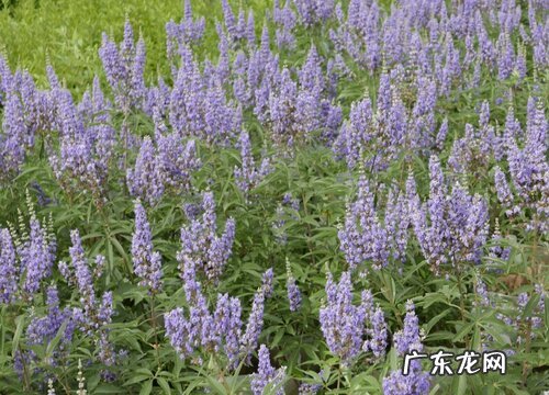 荆条花期是什么时候