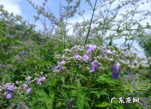 荆条花期是什么时候