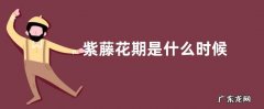 紫藤花期是什么时候