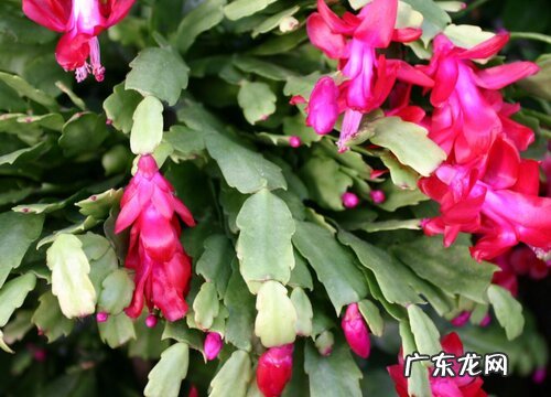 蟹爪兰适合在室内养吗