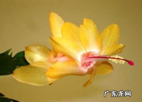 蟹爪兰适合在室内养吗