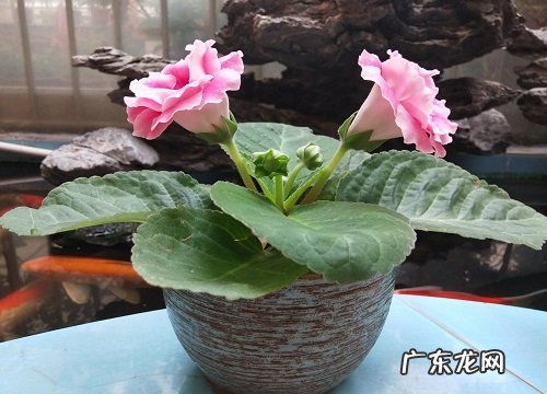 大岩桐冬天开花吗