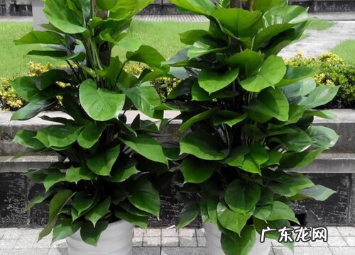 大绿萝怎么修剪方法