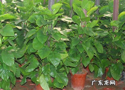 大绿萝怎么修剪方法