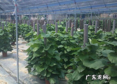 大绿萝怎么修剪方法