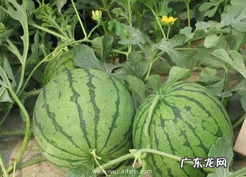 西瓜保存方法