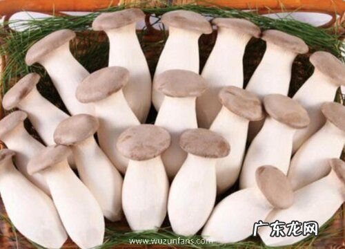 杏鲍菇保存方法