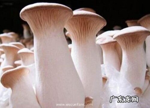 杏鲍菇保存方法