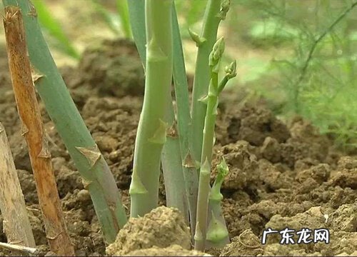 芦笋保存方法